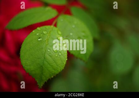 Drops of rain on a rose leaves in a summer garden Stock Photo