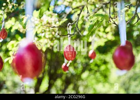 Easter eggs hanging on the tree - Holloko village, Hungary country Stock Photo