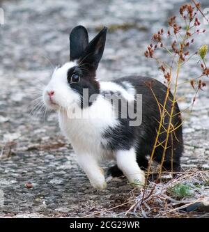 Young female domestic Hollander rabbit Stock Photo