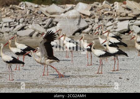 A flock of White stork (Ciconia ciconia) on the ground. The white stork is found in parts of Europe and southwestern Asia, and is a winter migrant to Stock Photo