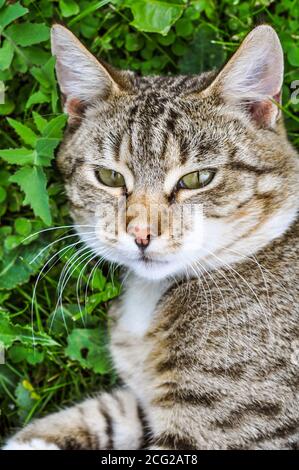 Cute tabby cat lying on green grass in summer, top view Stock Photo