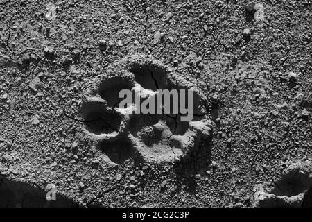 Black and white lion paw print in mud Stock Photo