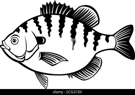 Black and white illustration of a bluegill, bream, brim, sunny or ...