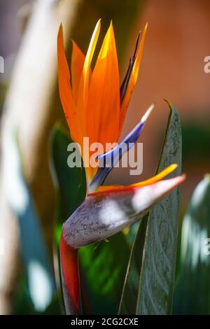Extreme close up of a Strelitzia flower AKA Bird of Paradise Stock Photo