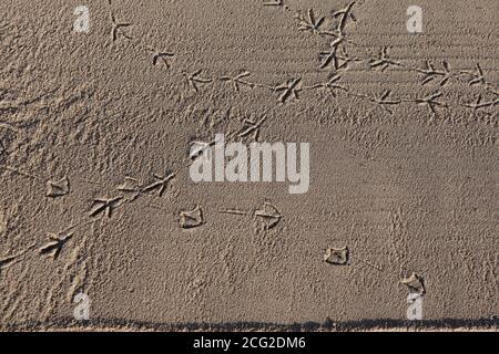Seagull tracks in the sand. High quality photoLeft to right and diagonal seagull footprints in the brown sand crossing over. Stock Photo