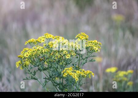 Common Ragwort (Senecio jacobaea ) Flowers on Unimproved Pasture, Teesdale, County Durham, UK. Despite being toxic to some animals the plant is a valu Stock Photo