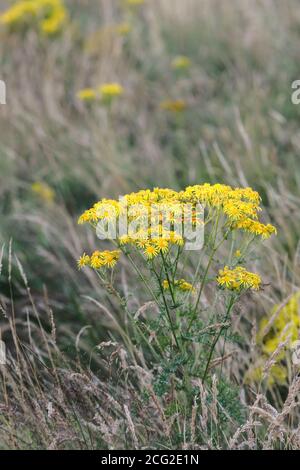 Common Ragwort (Senecio jacobaea ) Flowers on Unimproved Pasture, Teesdale, County Durham, UK. Despite being toxic to some animals the plant is a valu Stock Photo