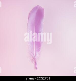 Pink bird feather isolated on pastel background Stock Photo