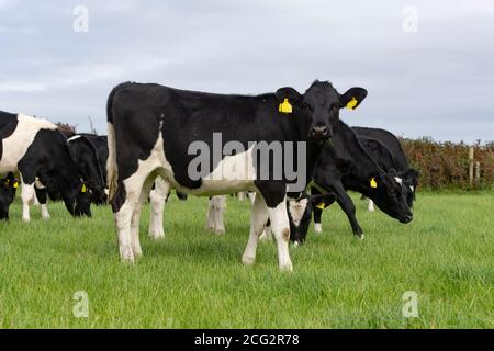 Side view of Holstein Friesian cow on grass pasture Devon Stock Photo ...