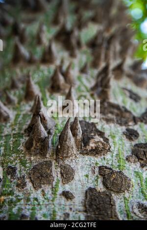 Close up of the thorns on the trunk of the Silk Floss or Floss-Silk tree (Ceiba speciosa, formerly Chorisia speciosa), is a member of the bombax famil Stock Photo