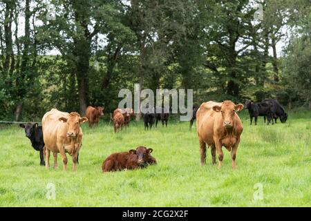 cows grazing the woodlend edge Stock Photo