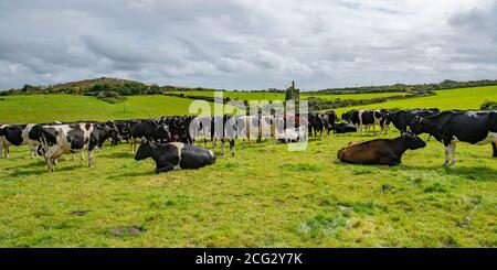 the herd with cornish mine engine house behind Stock Photo
