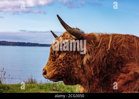 Hairy Highland Cow on the coast of Scotland Stock Photo