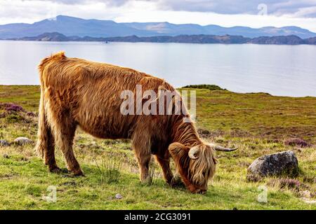 Hairy Highland Cow on the coast in Scotland Stock Photo