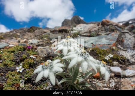 Edelweiss in the East Tyrol alps Stock Photo