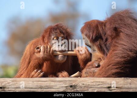 Sumatran Orangutan (Pongo abelii) in captivity Stock Photo