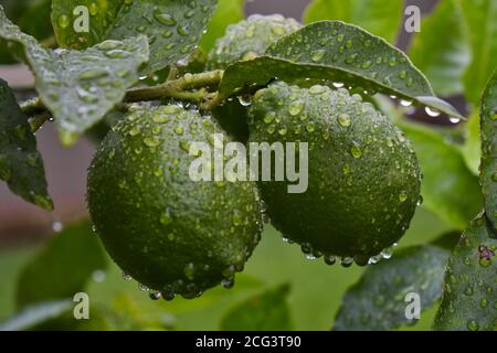 A close up photo of two unripe green lemons on the tree after rain with water droplets sitting on them and the leaves, and the details of the skin. Stock Photo