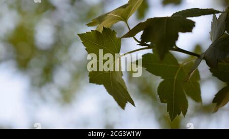Close-up of leaves with bokeh in background Stock Photo