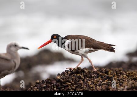 American oystercatcher on the beach of Arica Stock Photo