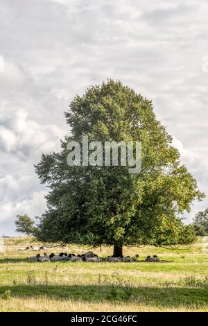 Sheep sheltering in the shade under a tree in Norfolk parkland. Stock Photo
