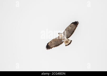 Soaring variable hawk (bright morphe) Stock Photo