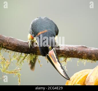 Collaraed araçari (collared aracari) - Costa Rica Stock Photo