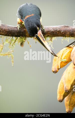 Collaraed araçari (collared aracari) - Costa Rica Stock Photo