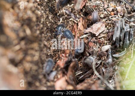 ISOPODA among dead and decaying plant and animal matter Stock Photo