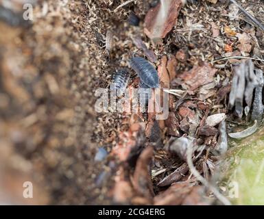 ISOPODA among dead and decaying plant and animal matter Stock Photo