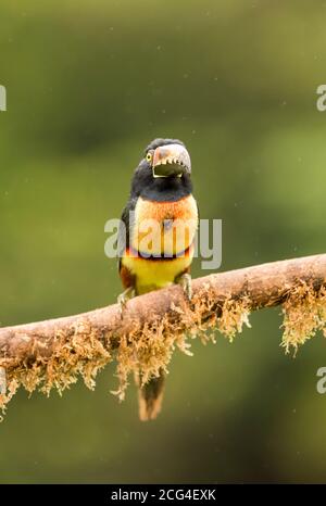 Collaraed araçari (collared aracari) - Costa Rica Stock Photo