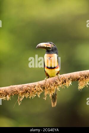 Collaraed araçari (collared aracari) - Costa Rica Stock Photo