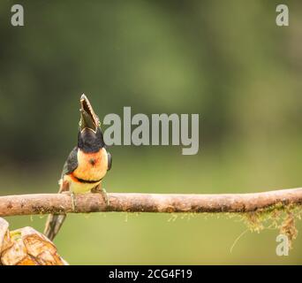 Collaraed araçari (collared aracari) - Costa Rica Stock Photo