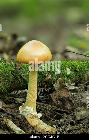 The Orange Grisette (Amanita cocea) - edible Stock Photo