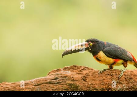 Collaraed araçari (collared aracari) - Costa Rica Stock Photo