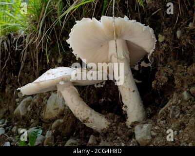 The Warted Amanita (Amanita strobiliformis) - edible Stock Photo