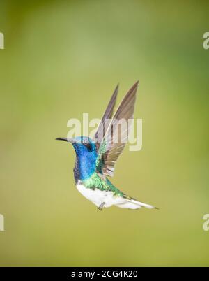 Male white-necked jacobin hummingbird - Costa Rica Stock Photo