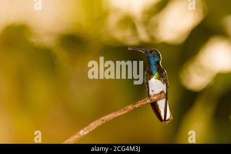 Male white-necked jacobin hummingbird - Costa Rica Stock Photo