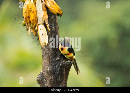 Collaraed araçari (collared aracari) - Costa Rica Stock Photo