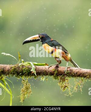 Collaraed araçari (collared aracari) - Costa Rica Stock Photo