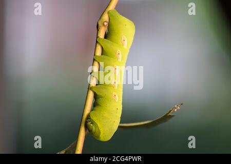 Pandorus Sphinx Moth Caterpillar eating grape vine leaves Large green caterpillar feeding in the forest hanging from vines. Close up bugs. Stock Photo