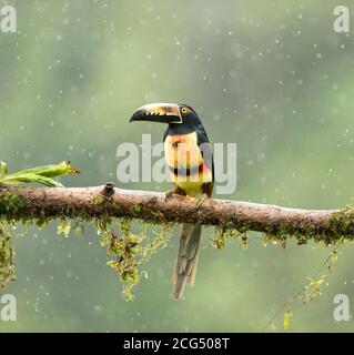 Collaraed araçari (collared aracari) - Costa Rica Stock Photo