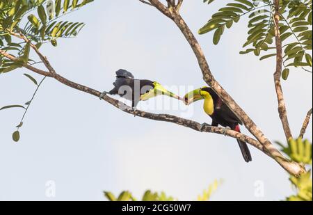 Keel-billed toucans - Costa Rica Stock Photo