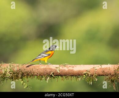 Baltimore oriole - Costa Rica Stock Photo