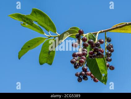 pileata is a dense, spreading, evergreen shrub with paired, glossy, dark green leaves and long, funnel-shaped, creamy-white flowers in late spring Stock Photo