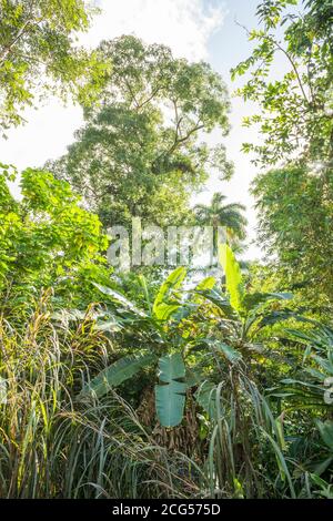 Rainforest - Costa Rica Stock Photo