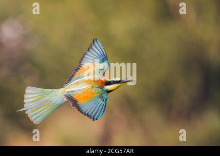 colorful bird of paradise in flight Stock Photo