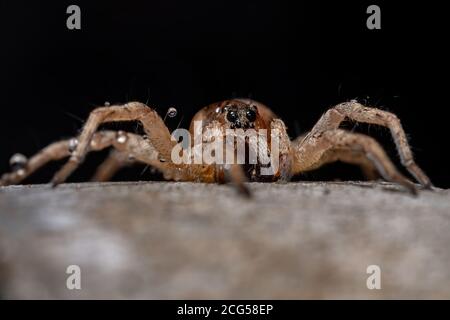 Wolf Spider of the Family Lycosidae Stock Photo
