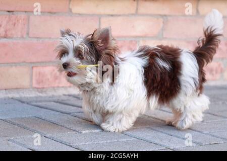 Little rare white and brown Yorkie purebred puppy enjoying the day Stock Photo