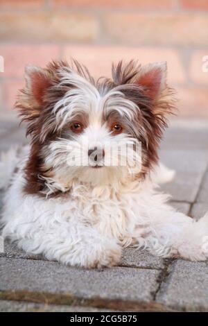 Little rare white and brown Yorkie purebred puppy enjoying the day Stock Photo