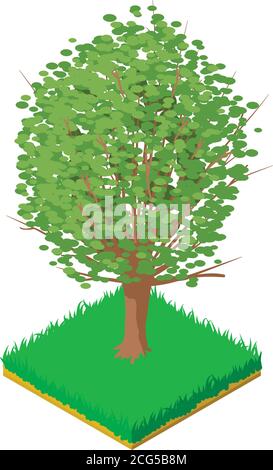 American elm icon, isometric style Stock Vector